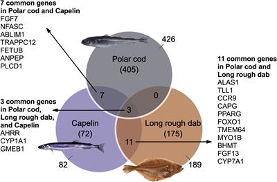 Transcriptome responses to benzo[a]pyrene in liver slices of sub-arctic fish species